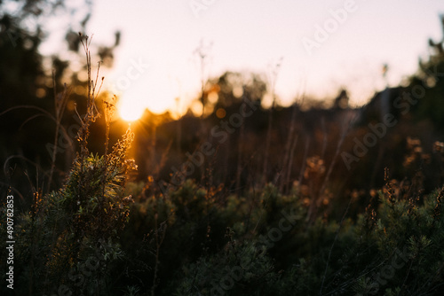 Sunset with focus on wild flowers in foreground