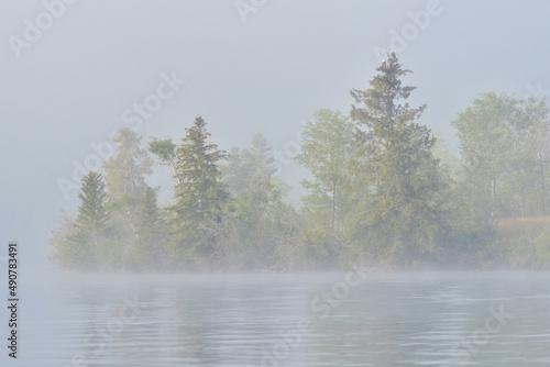 Soft mist on a lake shoreline with two eagles nesting in a tree