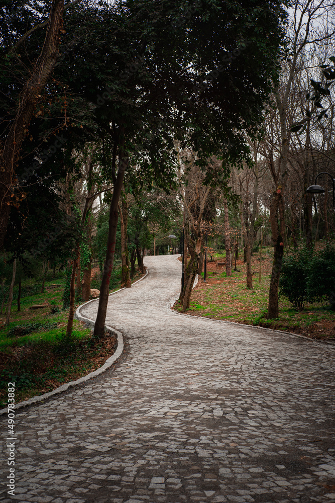 Obraz premium alley in the public park nature 