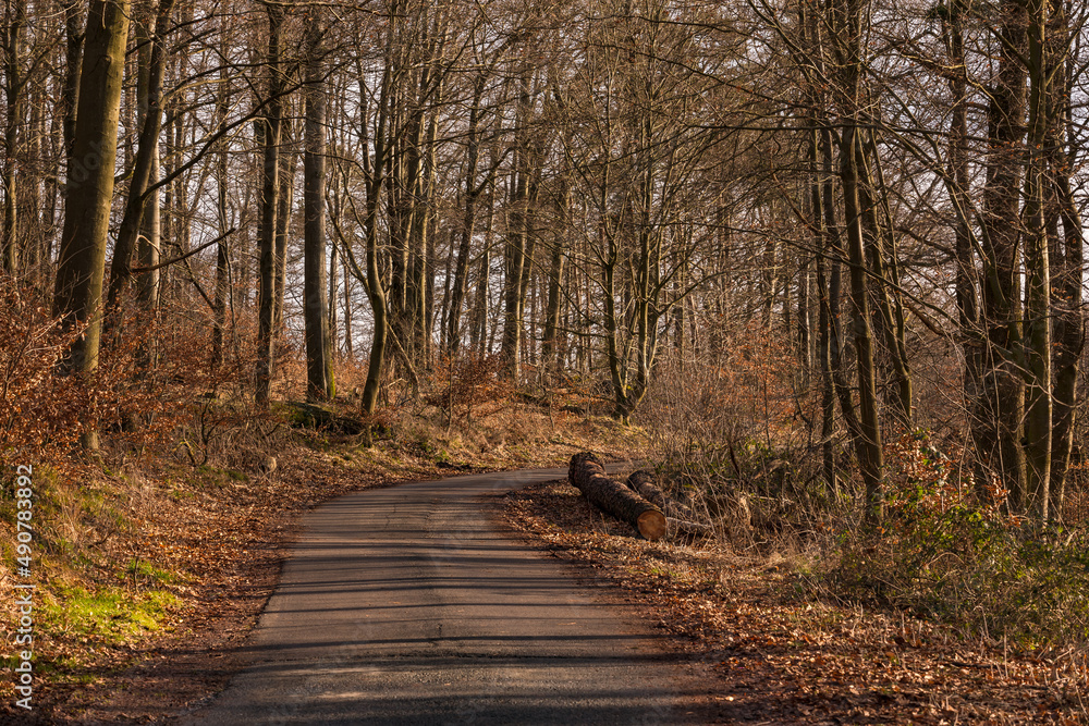Ein geteerter Waldweg gesäumt von Laub und Bäumen mit Lichtspiel im Winter Ein geteerter Waldweg gesäumt von Laub und Bäumen mit Lichtspiel im Winter