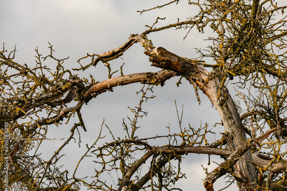 Abgebrochene Äste an einem alten Obstbaum als Sturmschaden nach einem starken Sturm Abgebrochene Äste an einem alten Obstbaum als Sturmschaden nach einem starken Sturm