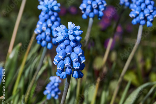 Muscari bloom on the lawn in the garden. Muscari (lat. Muscari) is a genus of bulbous plants in the Asparagaceae family (Asparagaceae).
