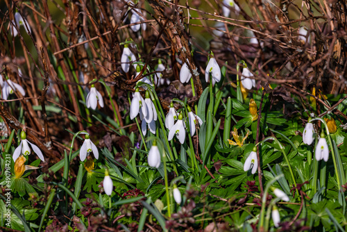 Schneegl  ckchen - Galanthus - zwischen Gras und Bl  ttern im zeitigen Fr  hjahr  Hessen  Deutschland