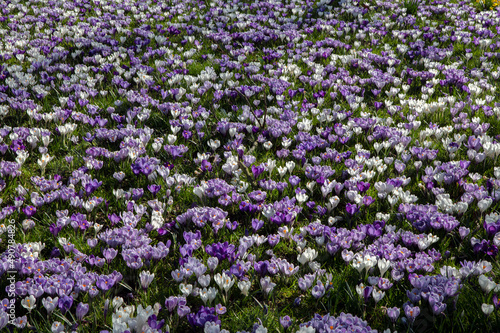 Field Of Crocuses AT Diemen The Netherlands 3-3-3-2022