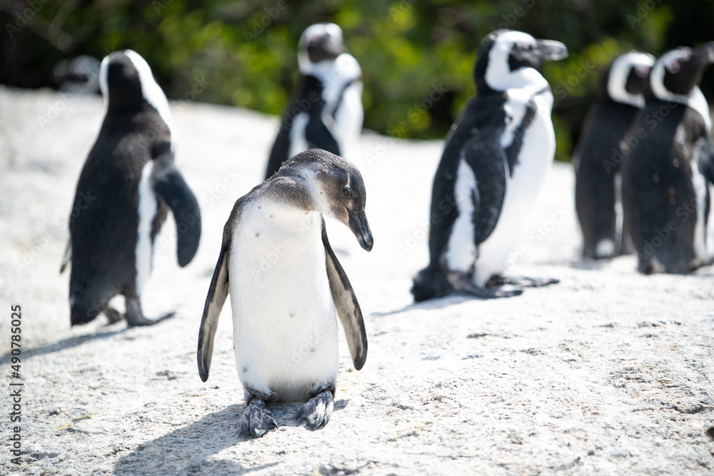 Obraz premium Die Welt der Pinguine