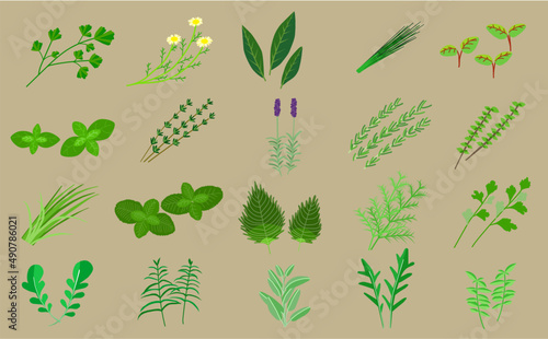 Herbs