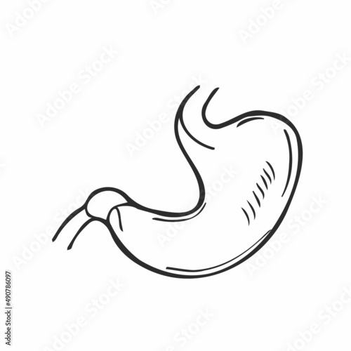 Doodle Stomach digestion hand drawn outline icon. Digestive tract and enzyme system concept vector sketch illustration for print, web, mobile and infographics isolated on white background.