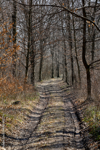 Ein Waldweg am Ende des Winters