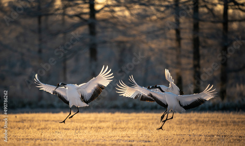 Fotografía Selective focus shot of three red-crowned cranes flapping their wings in Kushiro