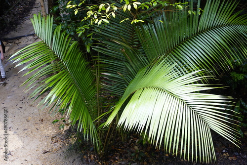Decorative palm tree leaves in the Amazon rainforest  Brazil.