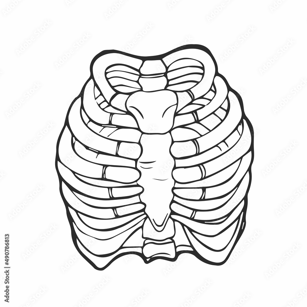 Doodle Illustration of human rib cage. Line art style. Boho vector realistic Doodle Illustration of human rib cage. Line art style. Boho vector realistic