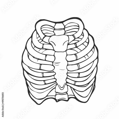 Doodle Illustration of human rib cage. Line art style. Boho vector realistic