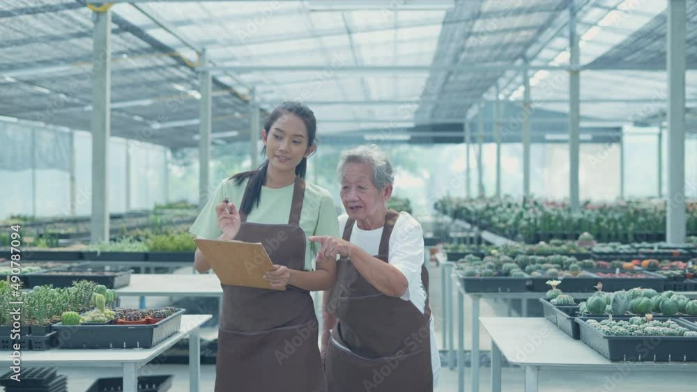Business concept of 4k Resolution. Asian old woman checking cactus in store. family collaboration. Grandmother and granddaughter are working in the garden. Business concept of 4k Resolution. Asian old woman checking cactus in store. family collaboration. Grandmother and granddaughter are working in the garden.