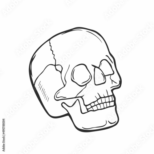 Anatomically human skull. Hand drawn line art vector illustration.