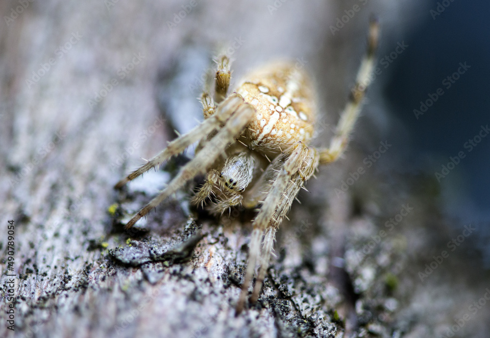 Fotografie Macro shot of a spider