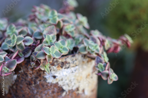 Closeup shot of Crassula Pellucida succulent plant growing in the large pot in the garden photo