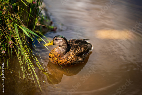 Closeup of the female mallard swimming in the lake. Wild duck, Anas platyrhynchos.