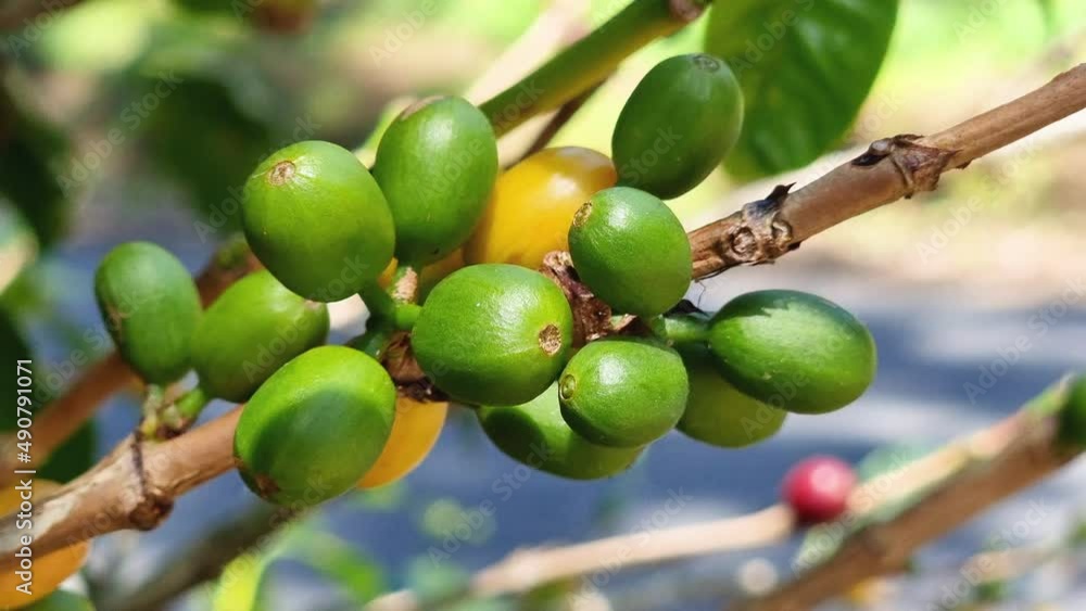 Costa Rica, coffee berries ripening on the branch. Close up. Costa Rica, coffee berries ripening on the branch. Close up.