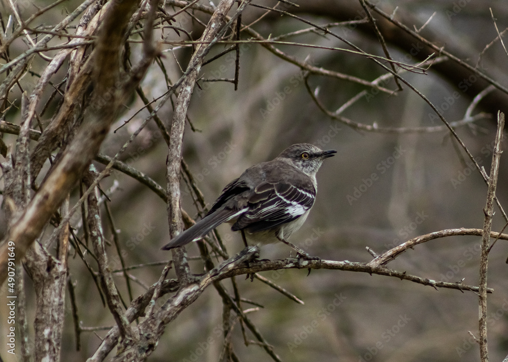 Northern Mockingbird Stare Northern Mockingbird Stare