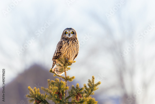 Closeup of a short eared owl perching on top of a fir tree photo