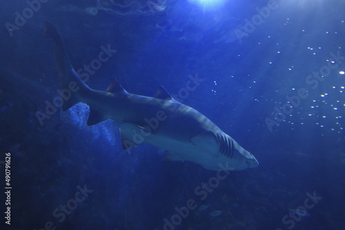 shark in aquarium © Laiotz