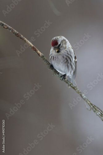 Vertical shot of a Red poll sitting on a branch photo