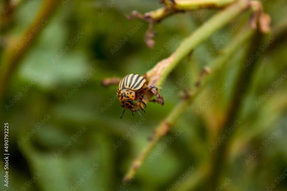 A Colorado potato beetle on a potato bush. Eaten potato stalk. Pests of agricultural crops and vegetables. A close-up view of an insect.