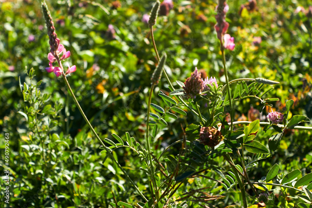 Honey plants. Blooming pink wildflowers. Clover. Onobrychis. Summer day. Selective focus in the foreground.