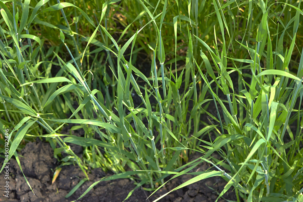 Small green stalks of wheat. The growth of agricultural cereals in the field in the spring. Growing spikelets. Top view.