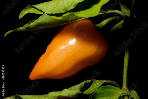 Pimenta BRS Nandaia pertence ao grupo habanero. Além de muito picante e aromática, essa cultivar de frutos com coloração laranja apresenta alta produtividade, uniformidade de plantas e frutos. photo