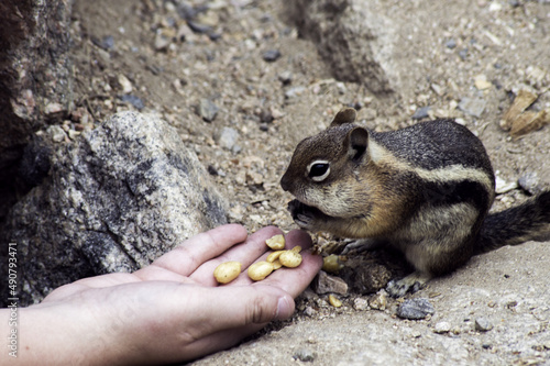 Closeup shot of a human feeding the least chipmunk (Neotamias minimus) photo