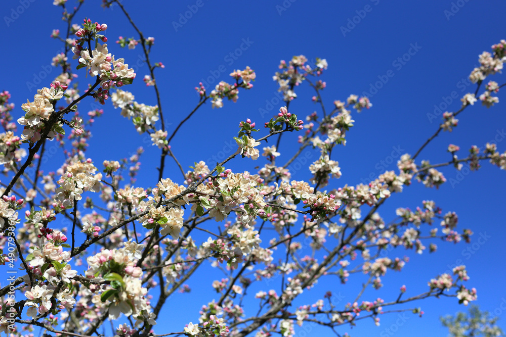 Blooming apple tree branches on a warm summer day against a clear blue sky Blooming apple tree branches on a warm summer day against a clear blue sky