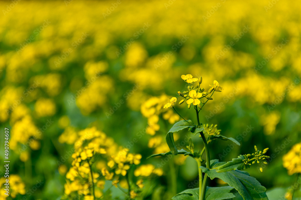 Yellow Mustard Flower, Brassica Field with a Single Flower Bud in Focus Yellow Mustard Flower, Brassica Field with a Single Flower Bud in Focus
