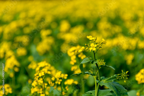 Yellow Mustard Flower, Brassica Field with a Single Flower Bud in Focus