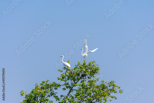 Two White Great egrets, Ardea alba, Bok, Bird on the top of a tree flying with wings wide open, Bangladesh Sundarbans