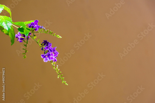 Purple Flower, Butterfly bush, Buddleia davidii, on a Grey Orange Background Wall