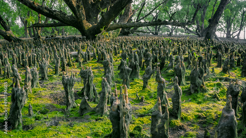 Pneumatophores of Mangrove forest bed with green moss growing on the wet soil on Bangladesh Sundarbans