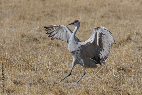 Migrating Greater Sandhill Cranes in Monte Vista, Colorado