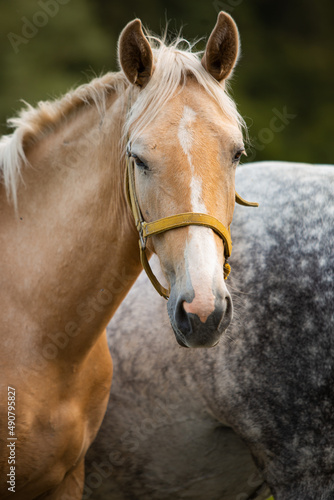 light brown horse with yellow bridle near portrait