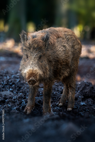Fotobehang Selective focus shot of a boar outside