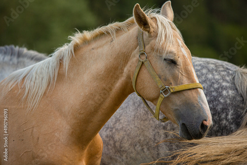 hellbraunes Pferd mit geschlossenen Augen mit gelbem Zaumzeug