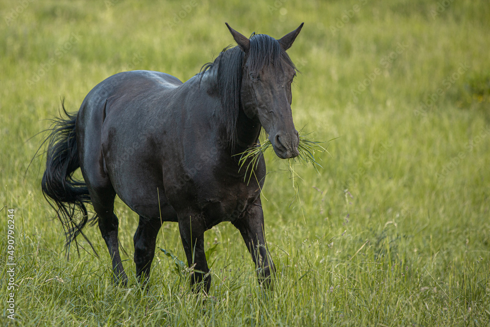schwarzes Pferd in Bewegung, das Gras auf grünem Hintergrund kaut schwarzes Pferd in Bewegung, das Gras auf grünem Hintergrund kaut