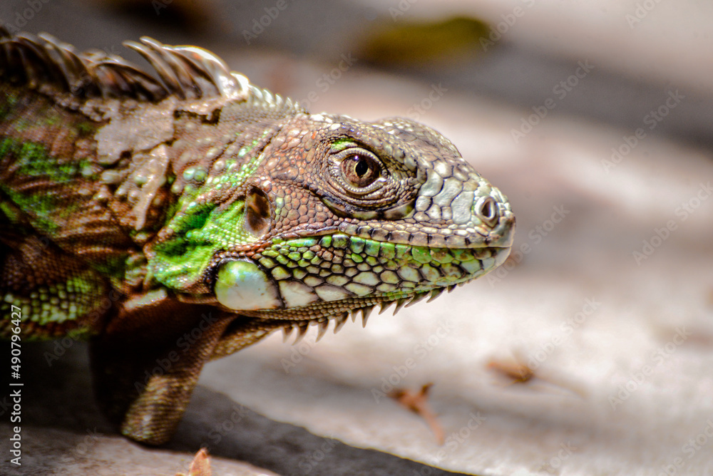 green iguana on the ground, zoology, animal background green iguana on the ground, zoology, animal background