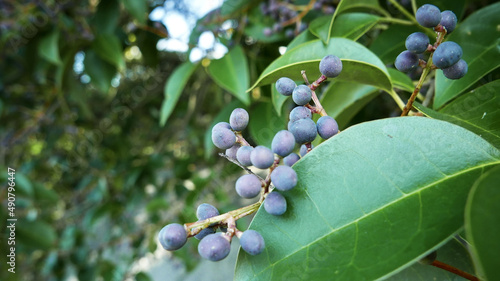 Closeup shot of Ligustrum lucidum ripening in the garden on a gloomy day photo