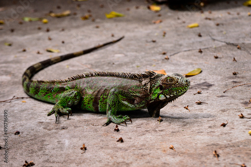 green iguana on the ground  wild life