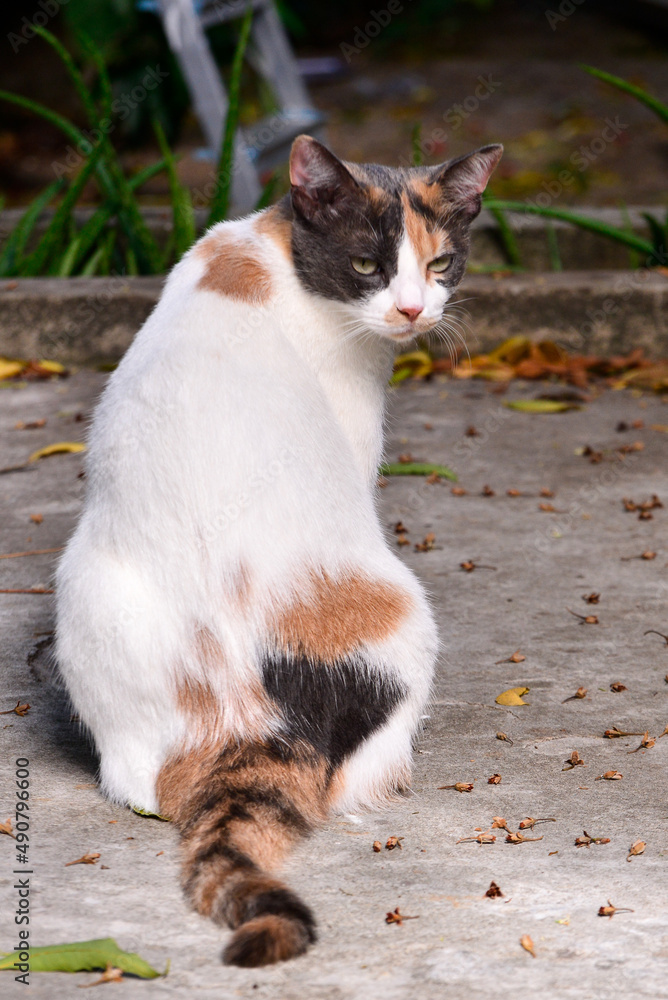 tricolor cat sitting looking back, international cat day,  world animal day, animal adoption day, san francisco de assis day, adopt pet