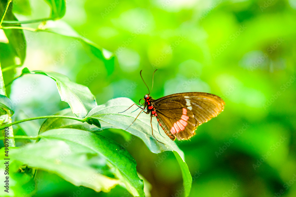 butterfly in the wild with great color and plant butterfly in the wild with great color and plant