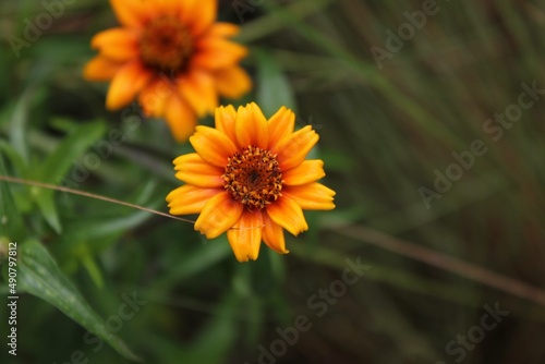 flower in the garden