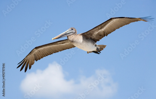 Brown Pelican in flight against a bright blue sky