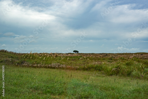 Arbol solitario 